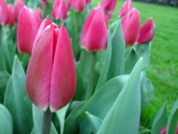 Keukenhof (2)
